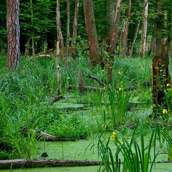 Kampinos National Park